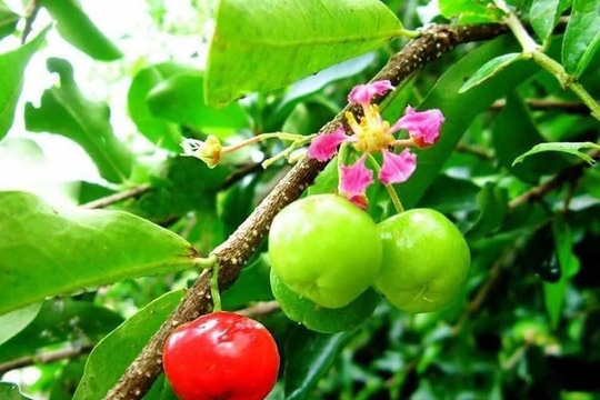 Độc lạ vườn cây nhập ngoại ở Tứ Kỳ